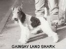 Gainsay Land Shark