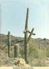 cactus.jpg (37218 bytes)